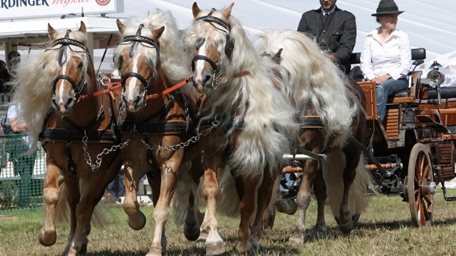 „Pferd International“ – Freiluftveranstaltung für Pferde-Liebhaber