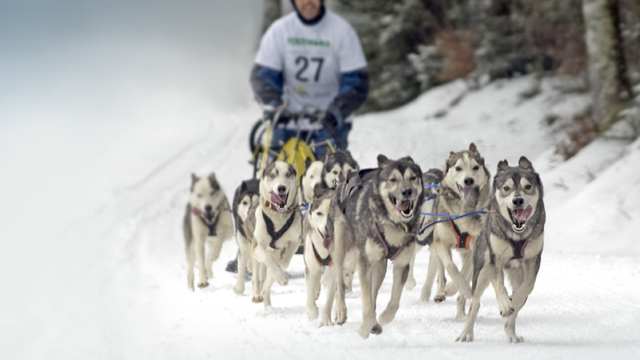 Internationale Schlittenhunde-Rennen in Todtmoos