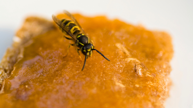 Bienenstich – Was tun bei Insektenstich im Mund?