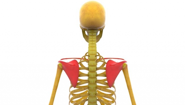 Anatomie des Schultergürtels – Aufbau und Funktion