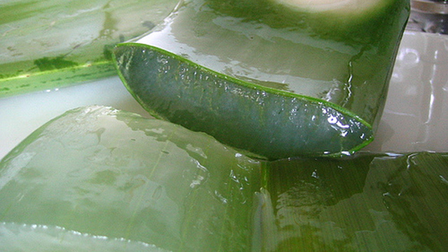 Aloe Vera: Nicht nur gut für die Haut