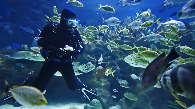 Unterwasserwelt live: Tauchen auf Fuerteventura