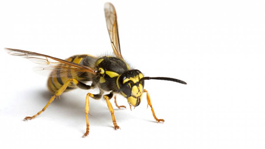 Achtung schwarz-gelb – Richtig verhalten bei Wespen
