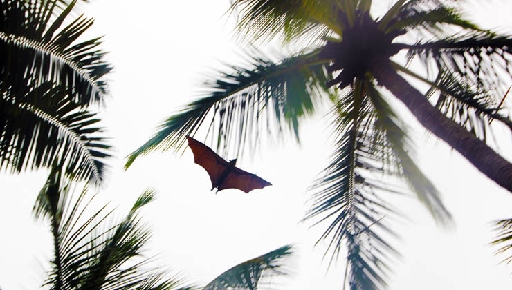 bat