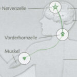 Deutsche Gesellschaft für Muskelkranke e.V. (www.dgm.org)