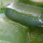 flickr.com/Food Trails