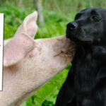 Thinkstockphoto.de / Cover: Sportweltverlag