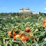 Derk Hoberg -- Reife italienische Tomaten in der Emilia Romagna kurz vor der Ernte