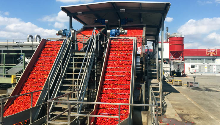 tomaten gesundheit