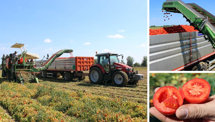 tomaten lycopin