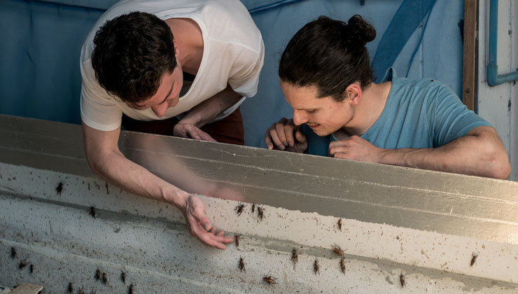 insekten als sportnahrung