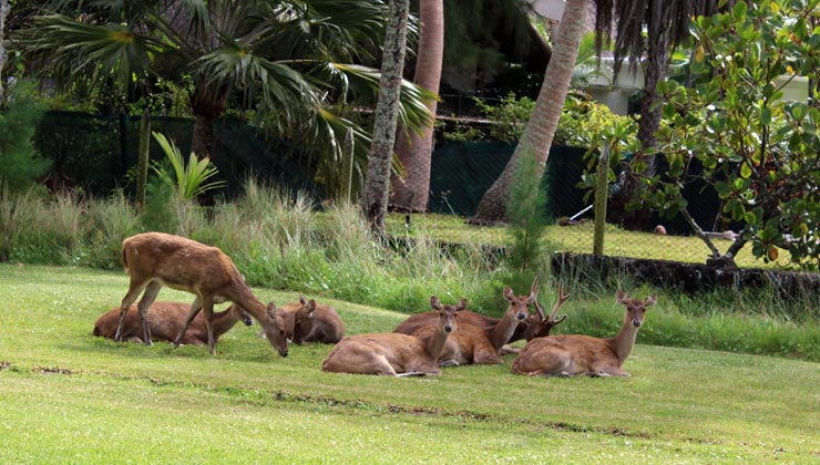 deer hunter restaurant