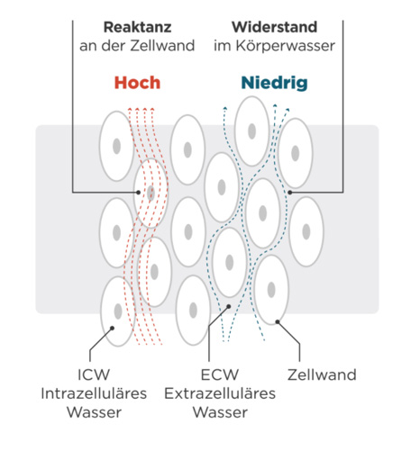 analyse waage koerperfett