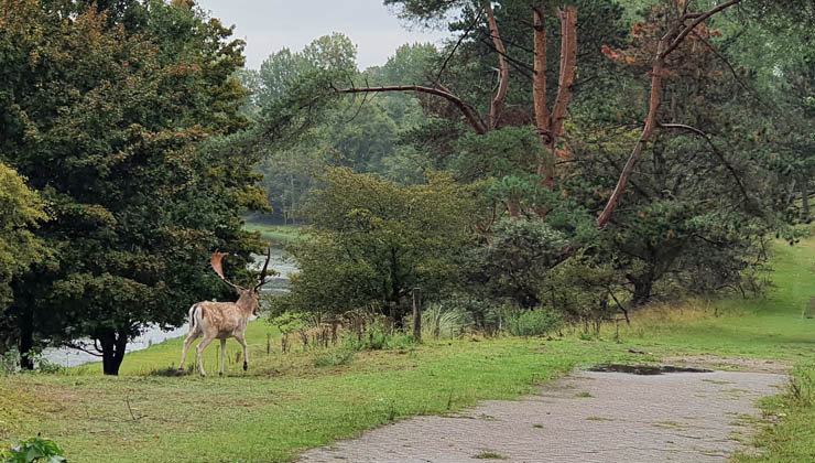 hirsch